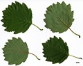 SpeciesSub: subsp. sibirica